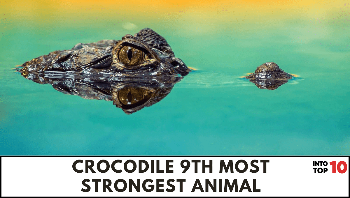 top-10-most-strongest-animal-in-the-world