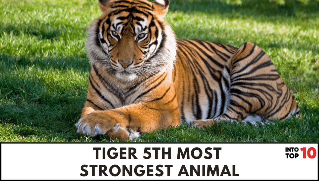 top-10-most-strongest-animal-in-the-world