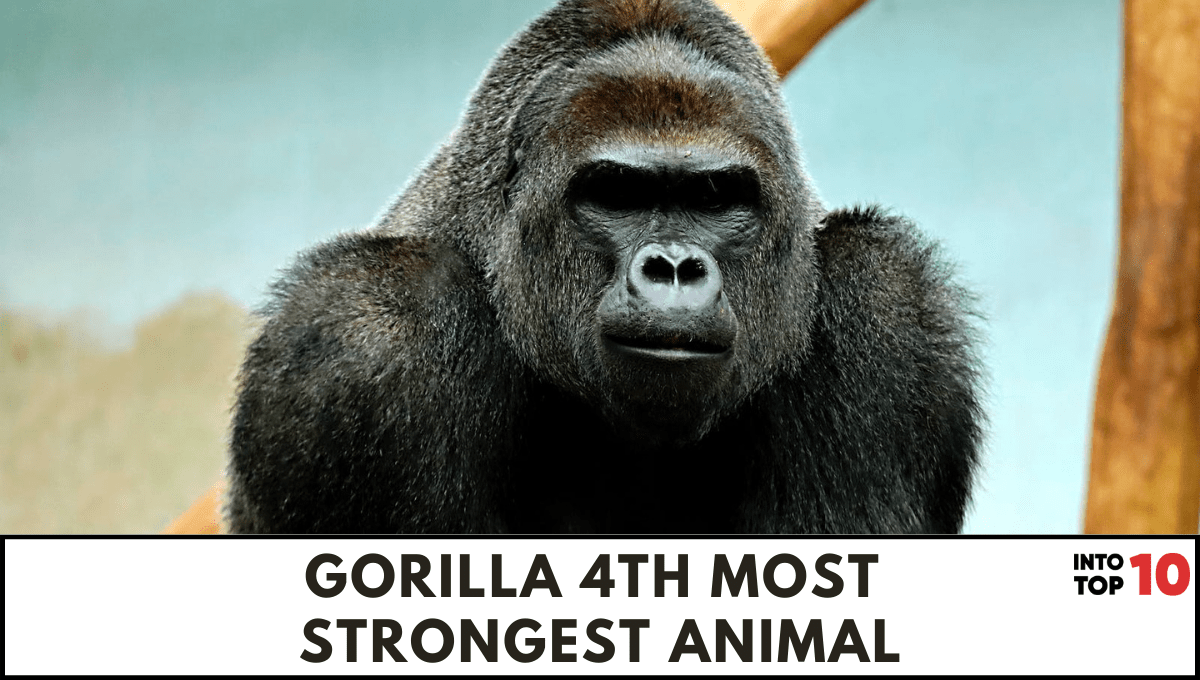 TOP 10 MOST STRONGEST ANIMAL IN THE WORLD