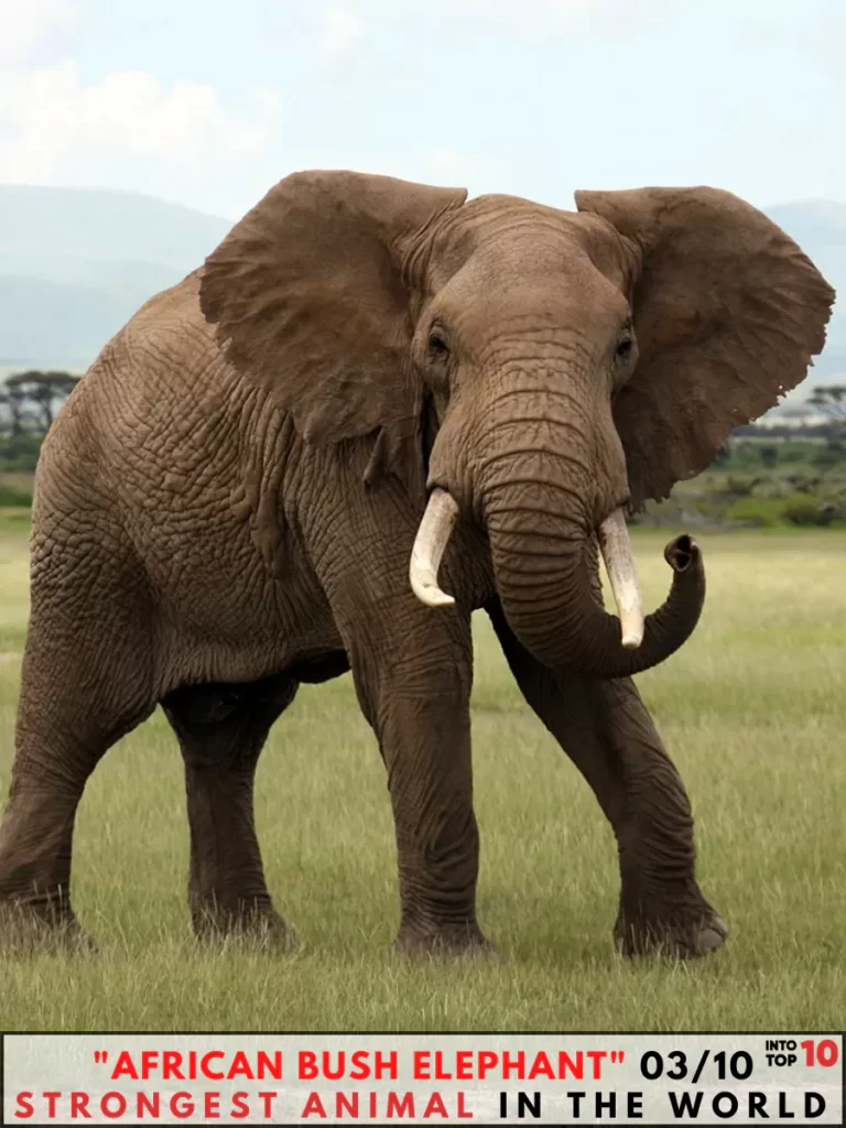 African Bush Elephant Strongest Animal In The World