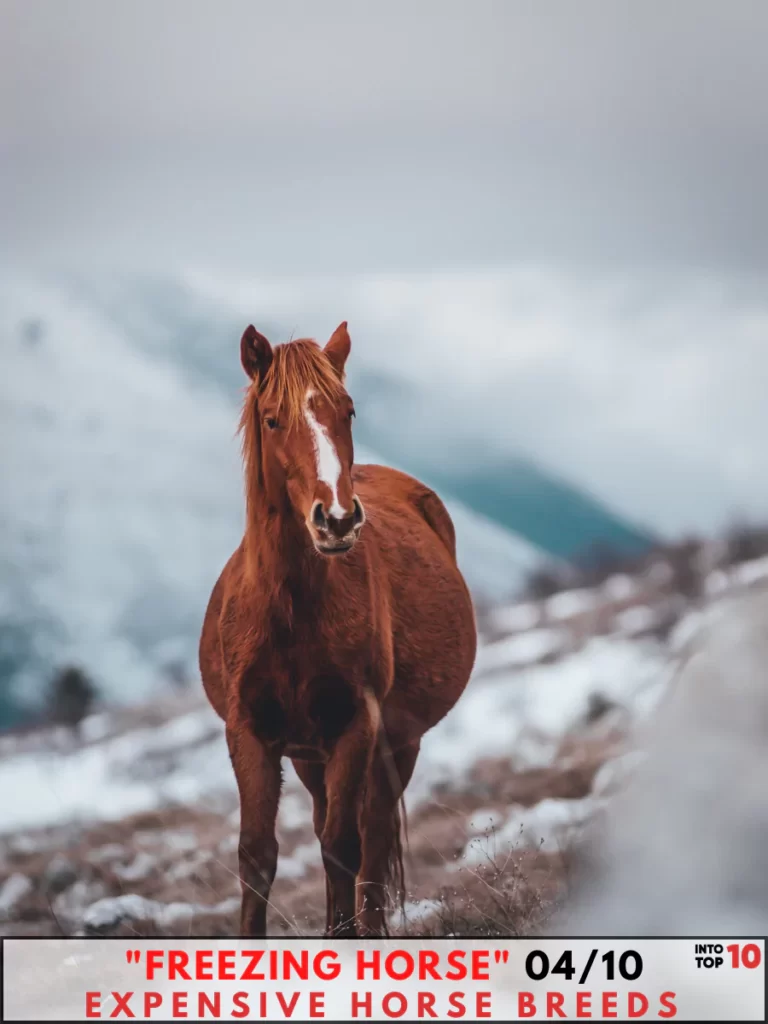 Freezing Horse Expensive Horse Breeds