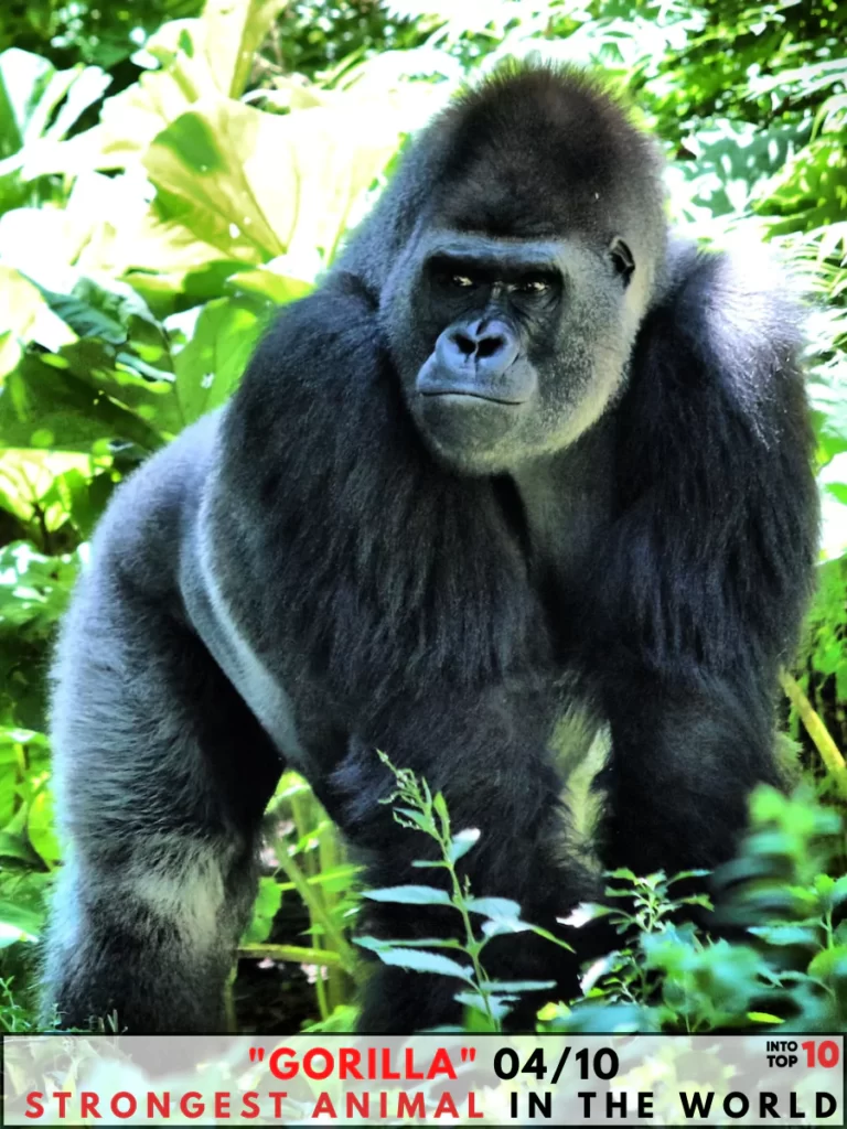 Gorilla Strongest Animal In The World