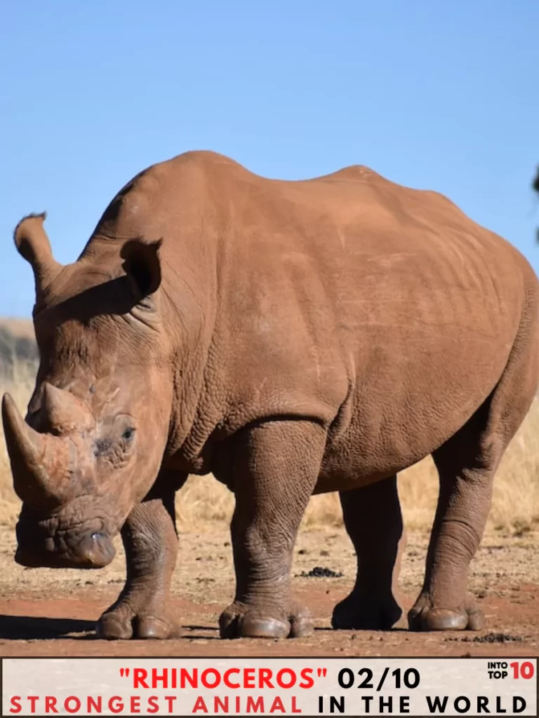 Rhinoceros Strongest Animal In The World