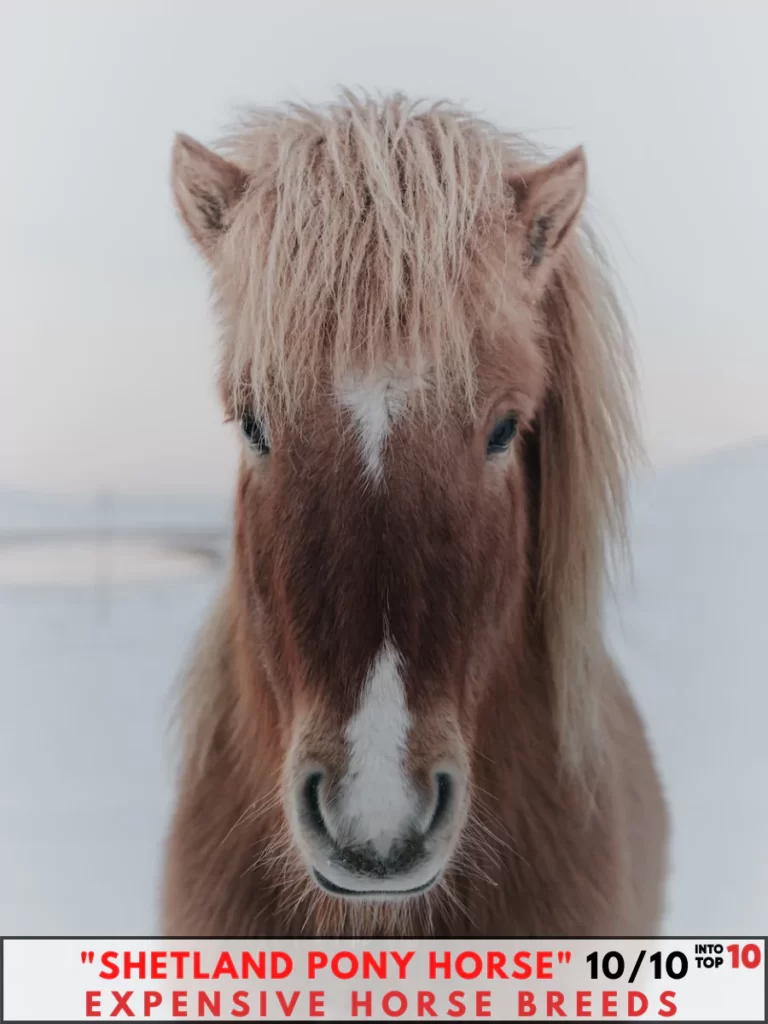 Shetland Pony Horse Expensive Horse Breeds