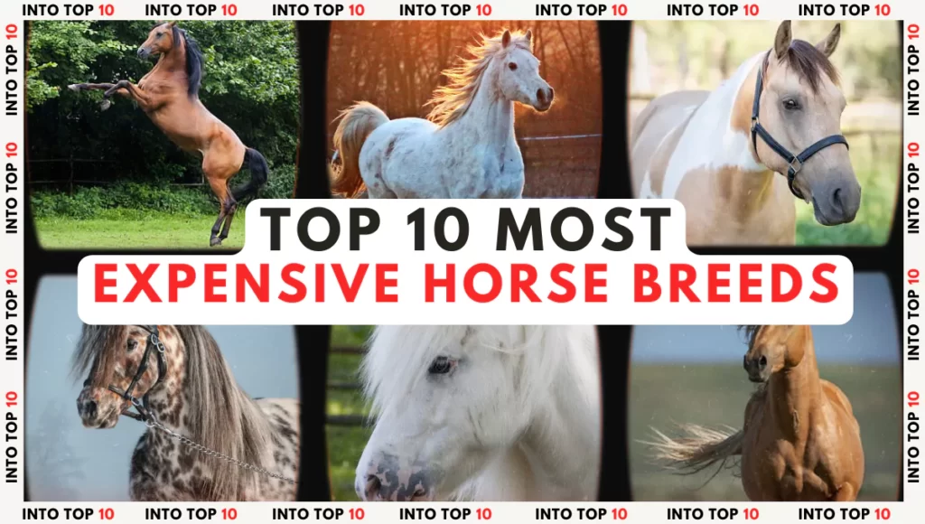 TOP 10 MOST EXPENSIVE HORSE BREEDS