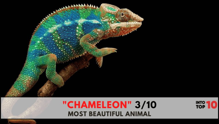 TOP 10 MOST BEAUTIFUL ANIMALS IN THE WORLD | INTO TOP 1O