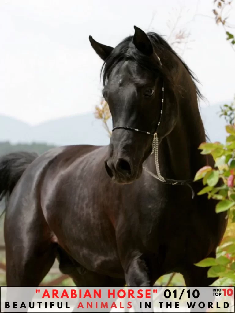 Arabian Horse Beautiful Animal In The World