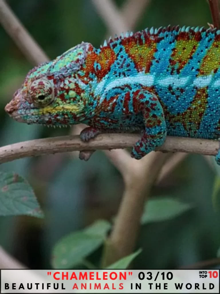 Chameleon Beautiful Animal In The World