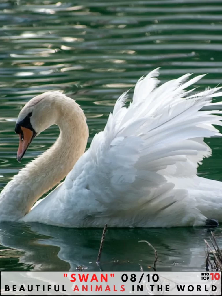 Swan Beautiful Animal In The World