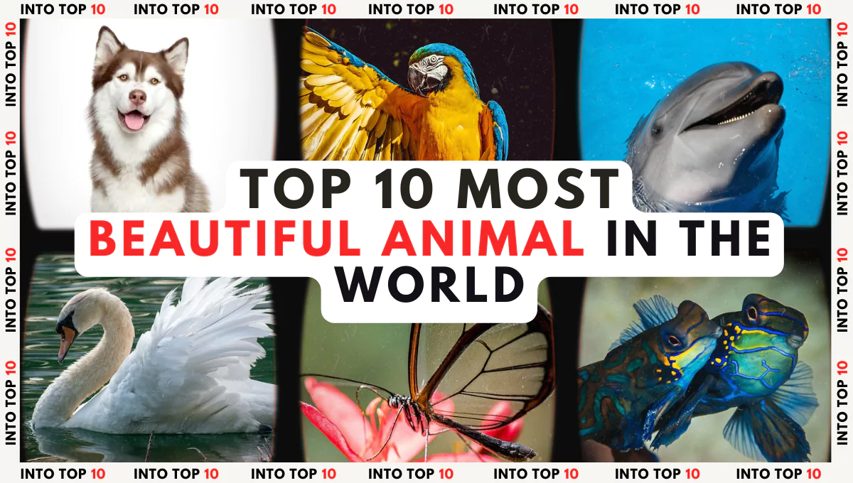 TOP 10 MOST BEAUTIFUL ANIMALS IN THE WORLD