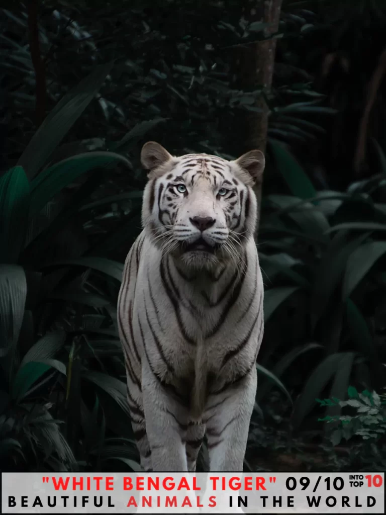 White Bengal Tiger Beautiful Animal In The World