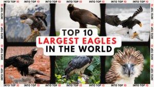 Largest Eagles