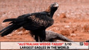 Australian Wedge-Tailed