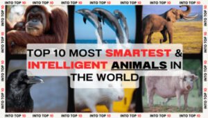 Smartest & Intelligent Animals in the World