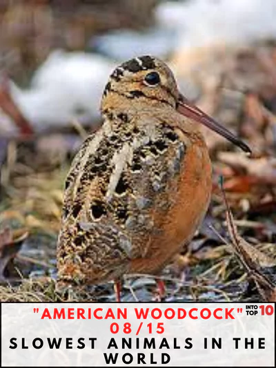 American Woodcock Slowest Animals in the World
