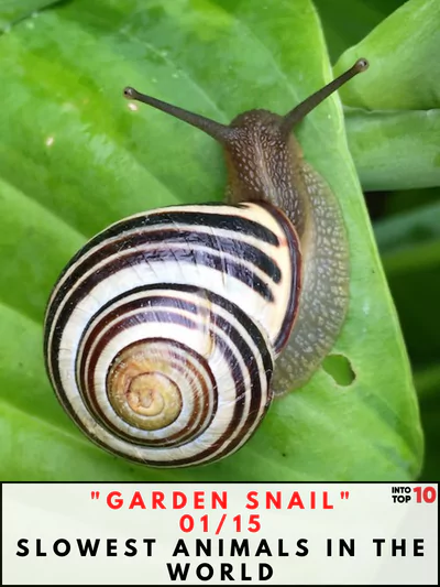 Garden Snail Slowest Animals in the World