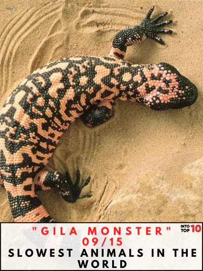 Gila Monster Slowest Animals in the World