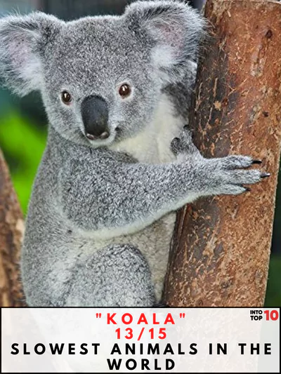 Koala Slowest Animals in the World