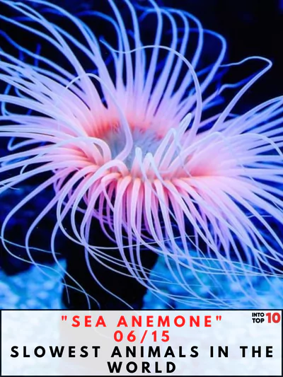 Sea Anemone Slowest Animals in the World