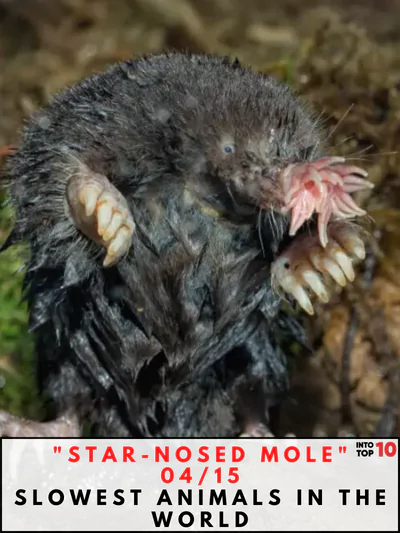 Star-Nosed Mole Slowest Animals in the World