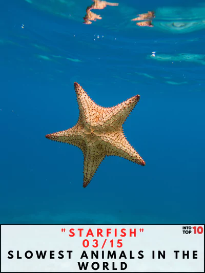 Starfish Slowest Animals in the World