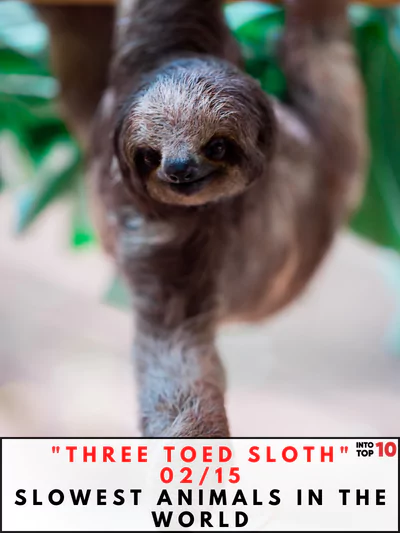 Three Toed Sloth Slowest Animals in the World
