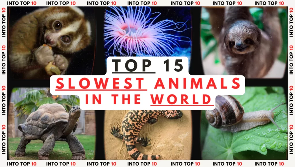 Top 15 Slowest Animals in the World